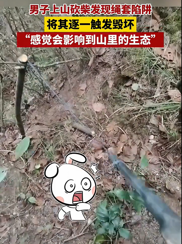 男子上山砍柴发现多个绳套陷阱，担心影响山里生态将其毁坏_新闻频道_中华网