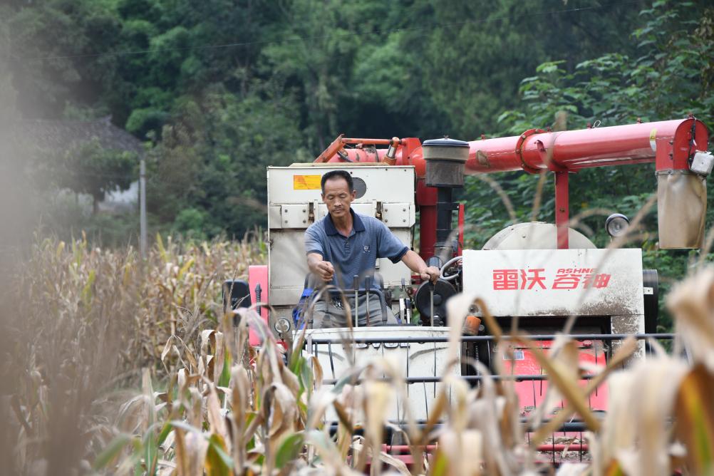 村民肖玉仙3.5亩田地里金黄的水稻长得又紧又密